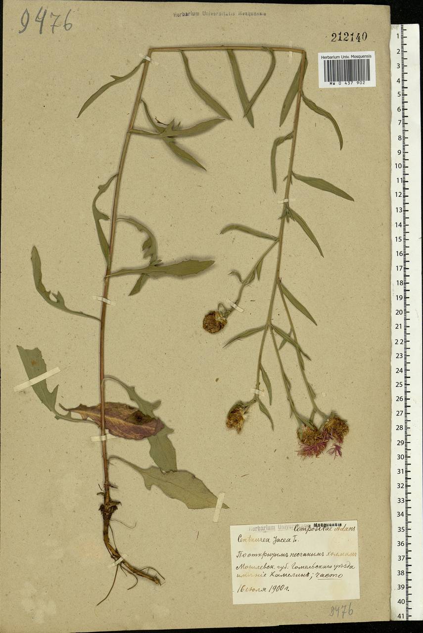 Centaurea jacea L., Eastern Europe, Belarus (E3a) (Belarus)