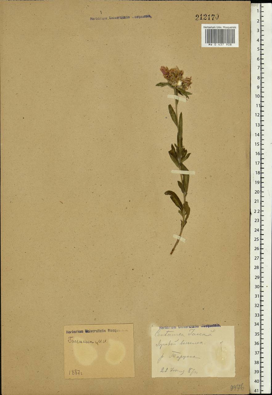 Centaurea jacea L., Eastern Europe, Central region (E4) (Russia)