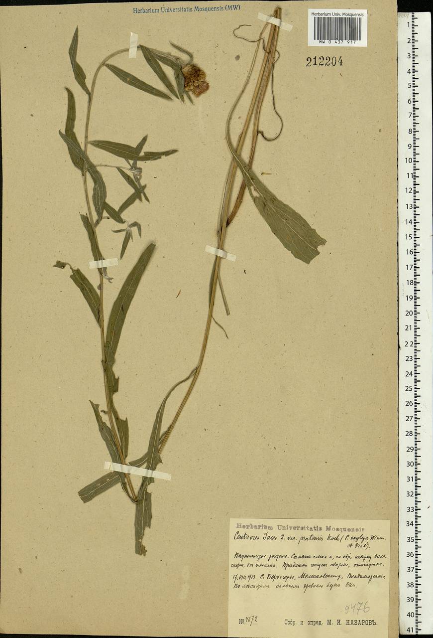 Centaurea jacea L., Eastern Europe, Central region (E4) (Russia)