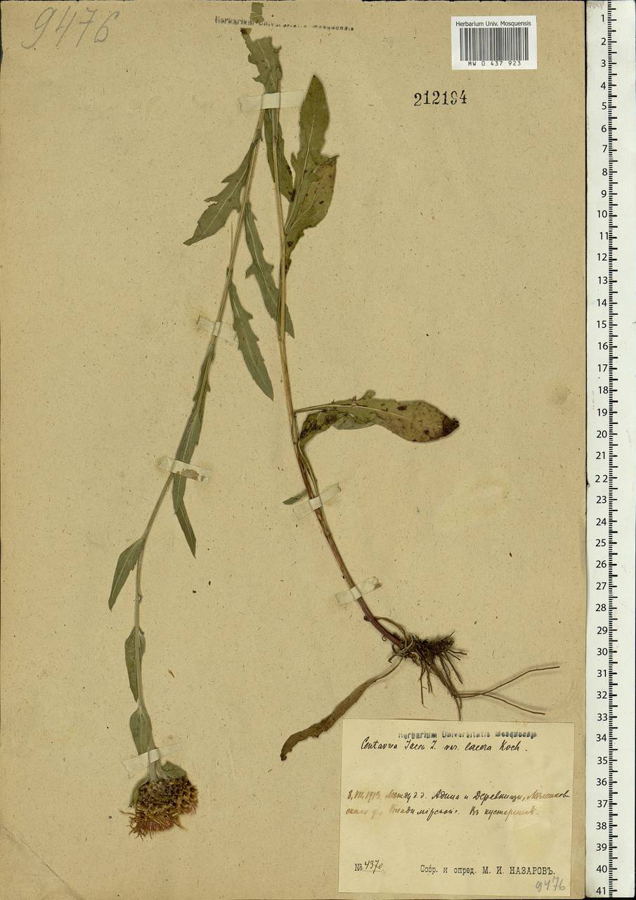 Centaurea jacea L., Eastern Europe, Central region (E4) (Russia)