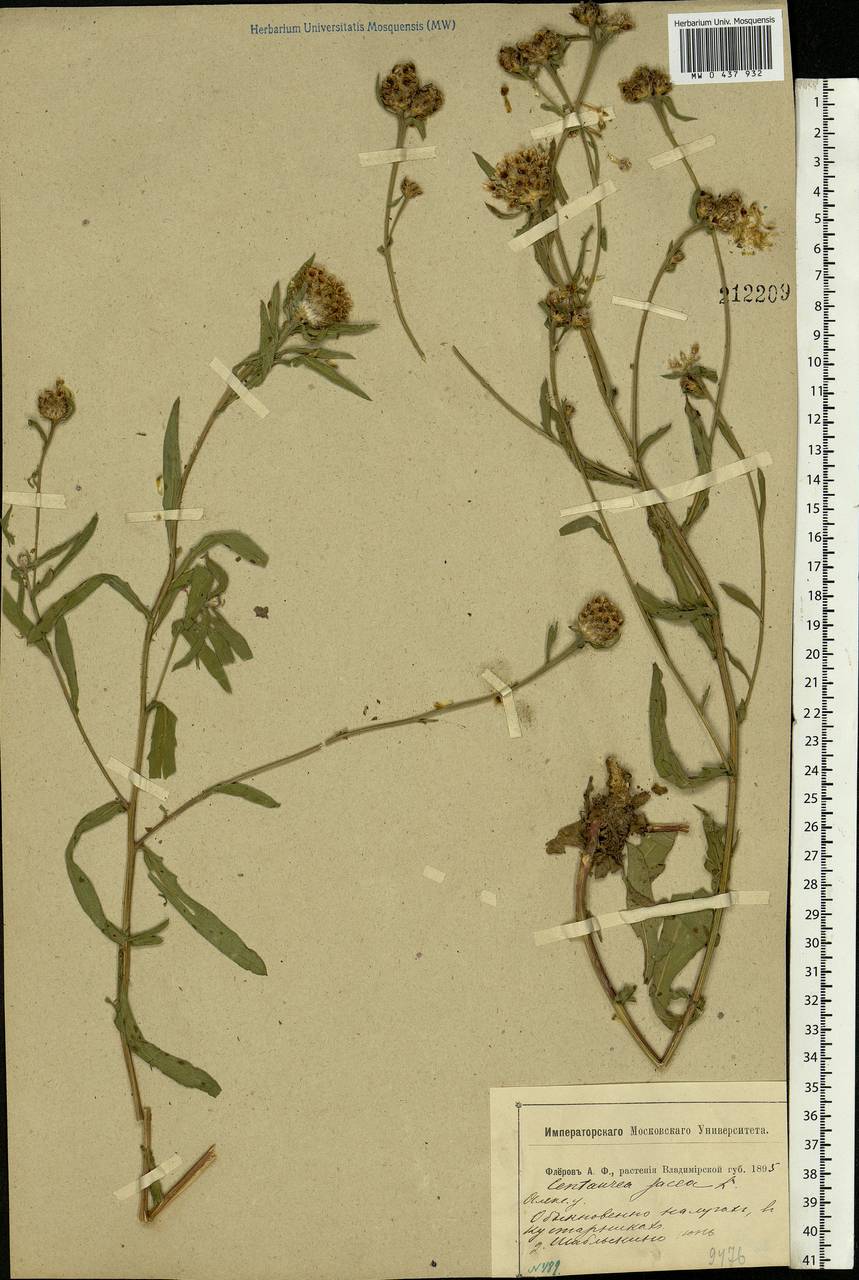Centaurea jacea L., Eastern Europe, Central region (E4) (Russia)