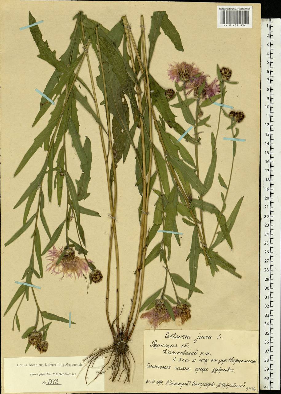 Centaurea jacea L., Eastern Europe, Central region (E4) (Russia)