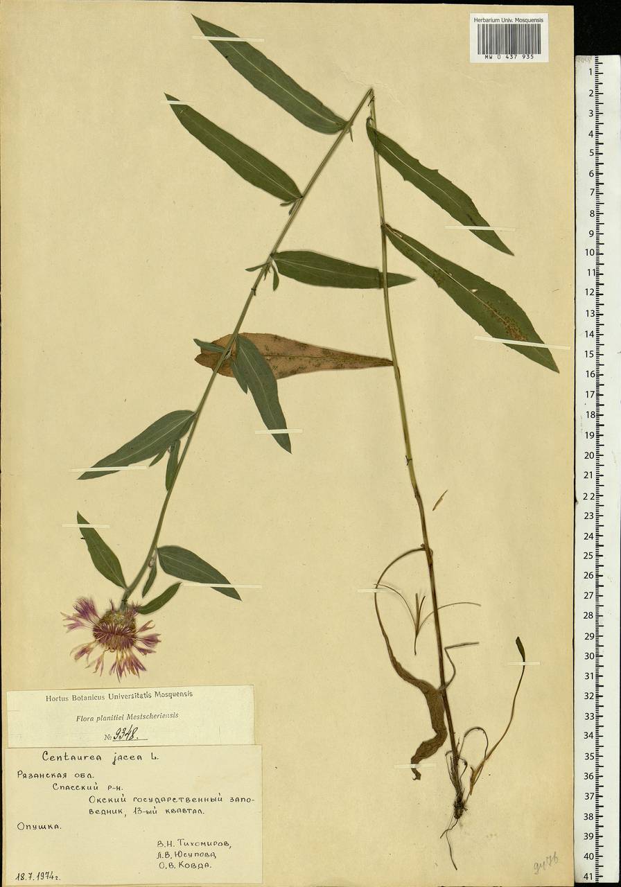 Centaurea jacea L., Eastern Europe, Central region (E4) (Russia)