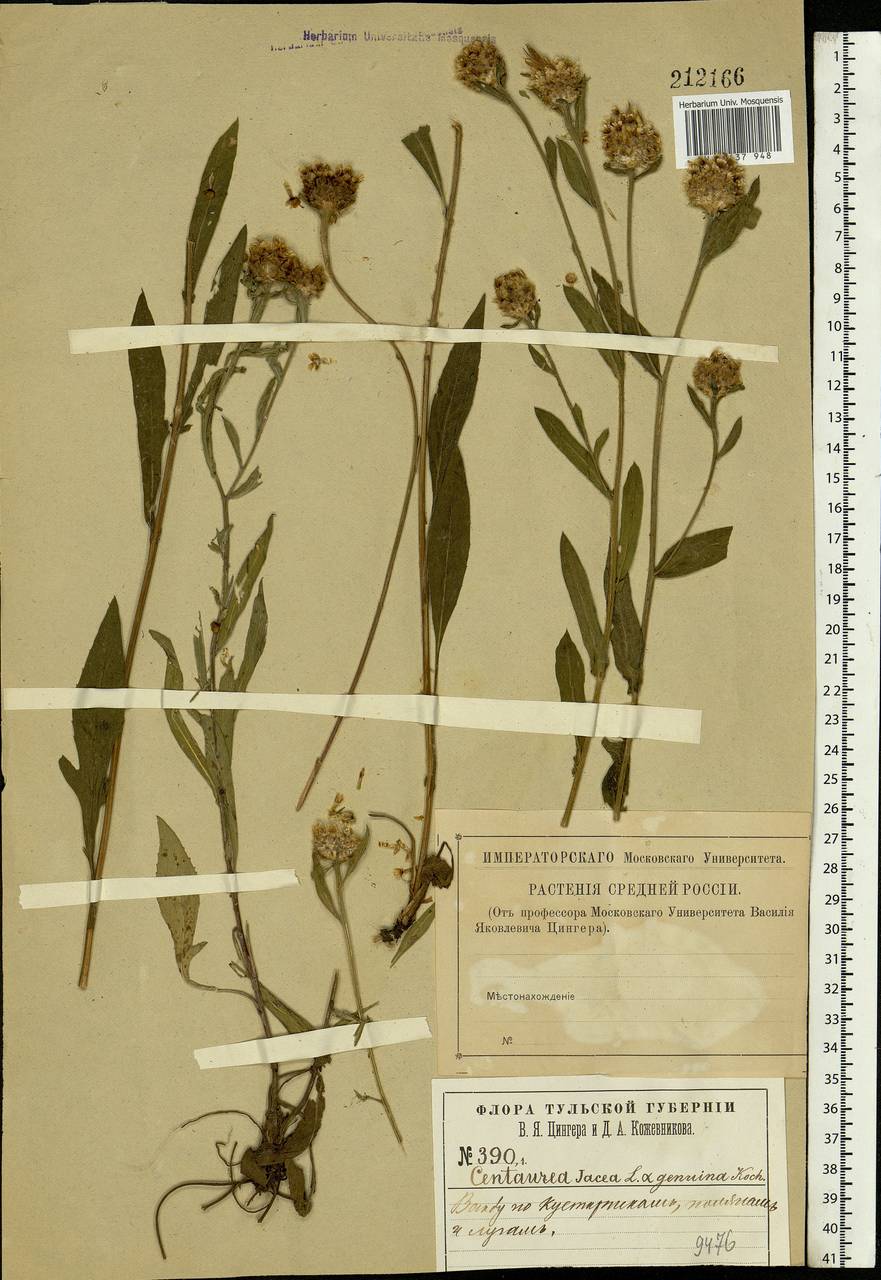 Centaurea jacea L., Eastern Europe, Central region (E4) (Russia)