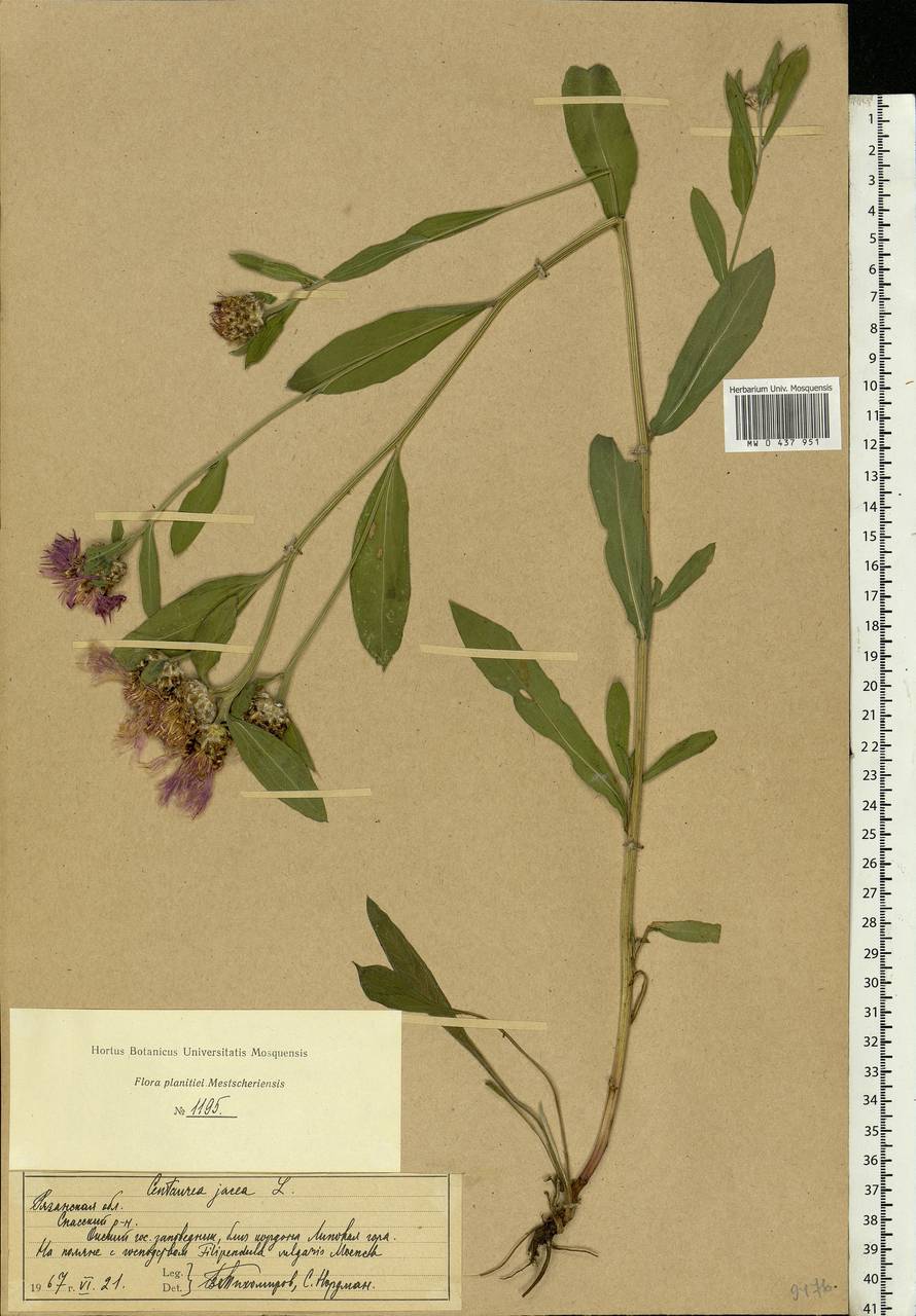 Centaurea jacea L., Eastern Europe, Central region (E4) (Russia)