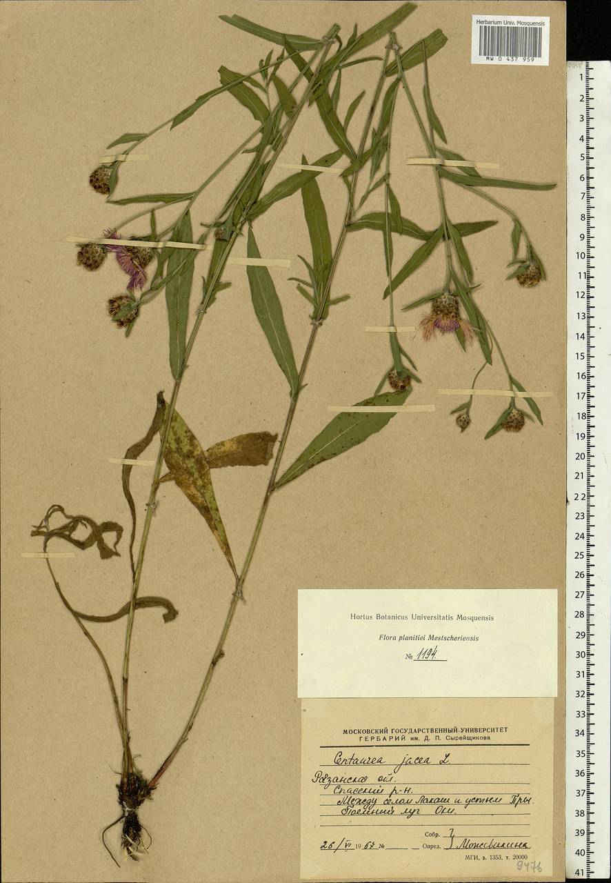 Centaurea jacea L., Eastern Europe, Central region (E4) (Russia)