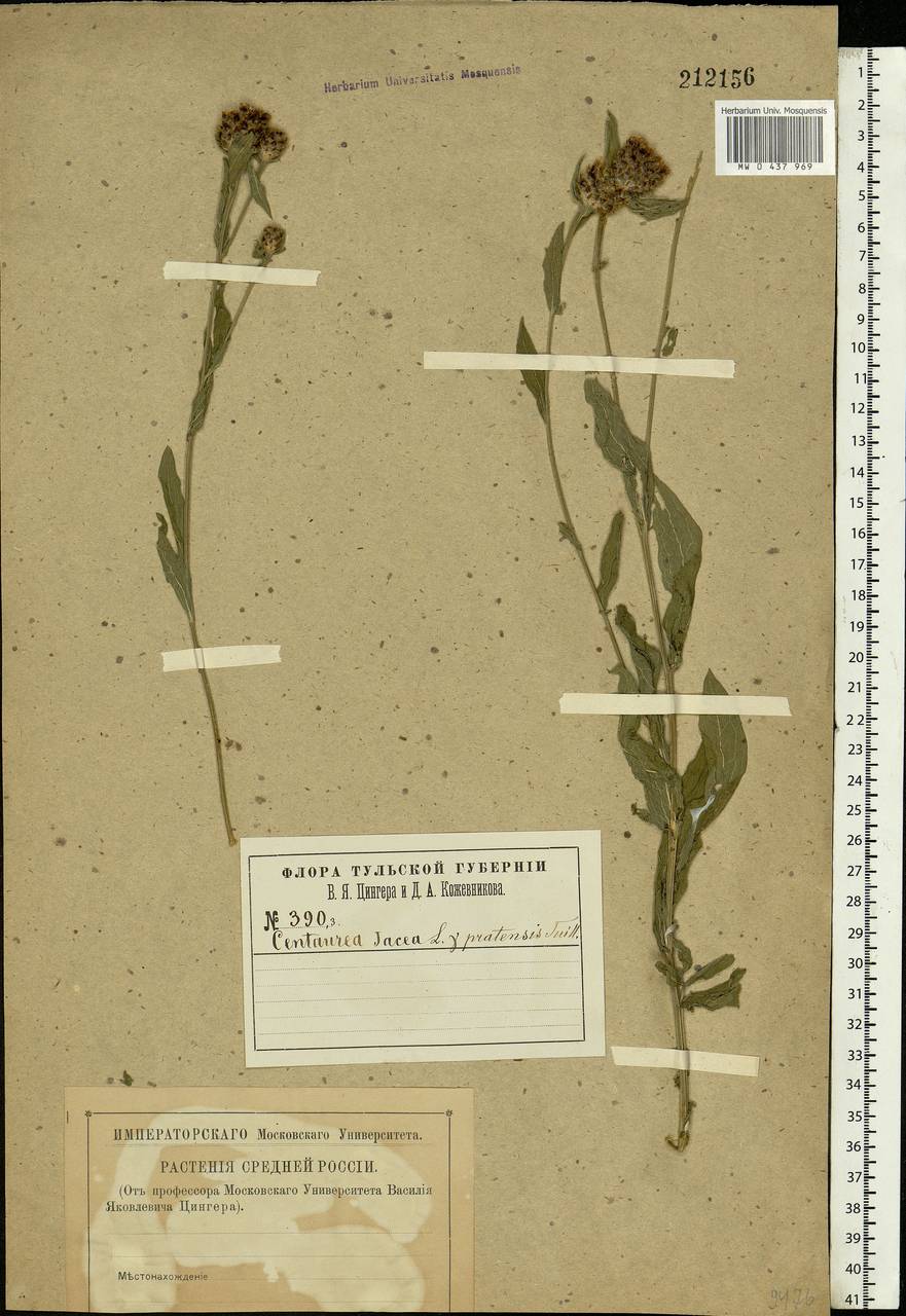 Centaurea jacea L., Eastern Europe, Central region (E4) (Russia)