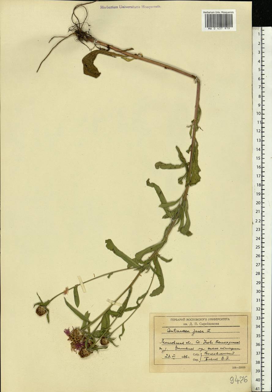 Centaurea jacea L., Eastern Europe, Moscow region (E4a) (Russia)