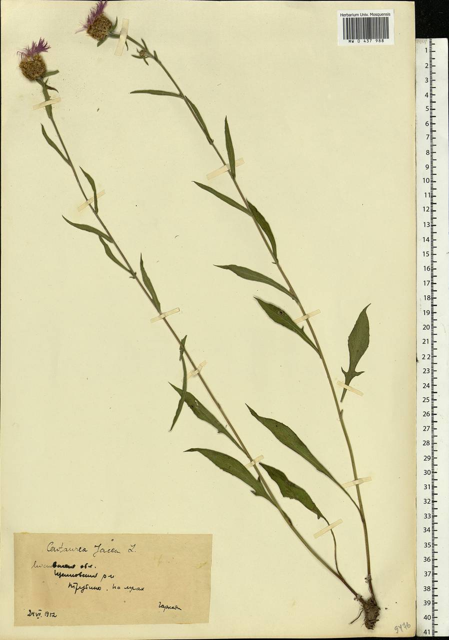 Centaurea jacea L., Eastern Europe, Moscow region (E4a) (Russia)