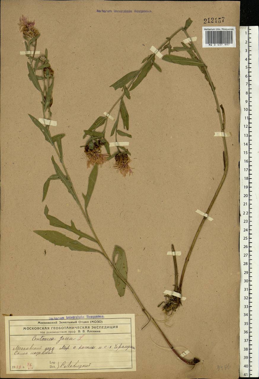 Centaurea jacea L., Eastern Europe, Moscow region (E4a) (Russia)