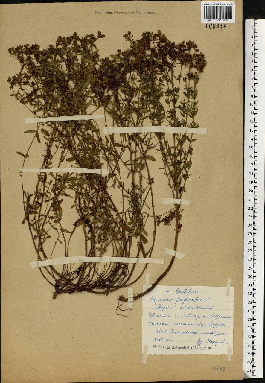Hypericum perforatum, Eastern Europe, Central forest region (E5) (Russia)