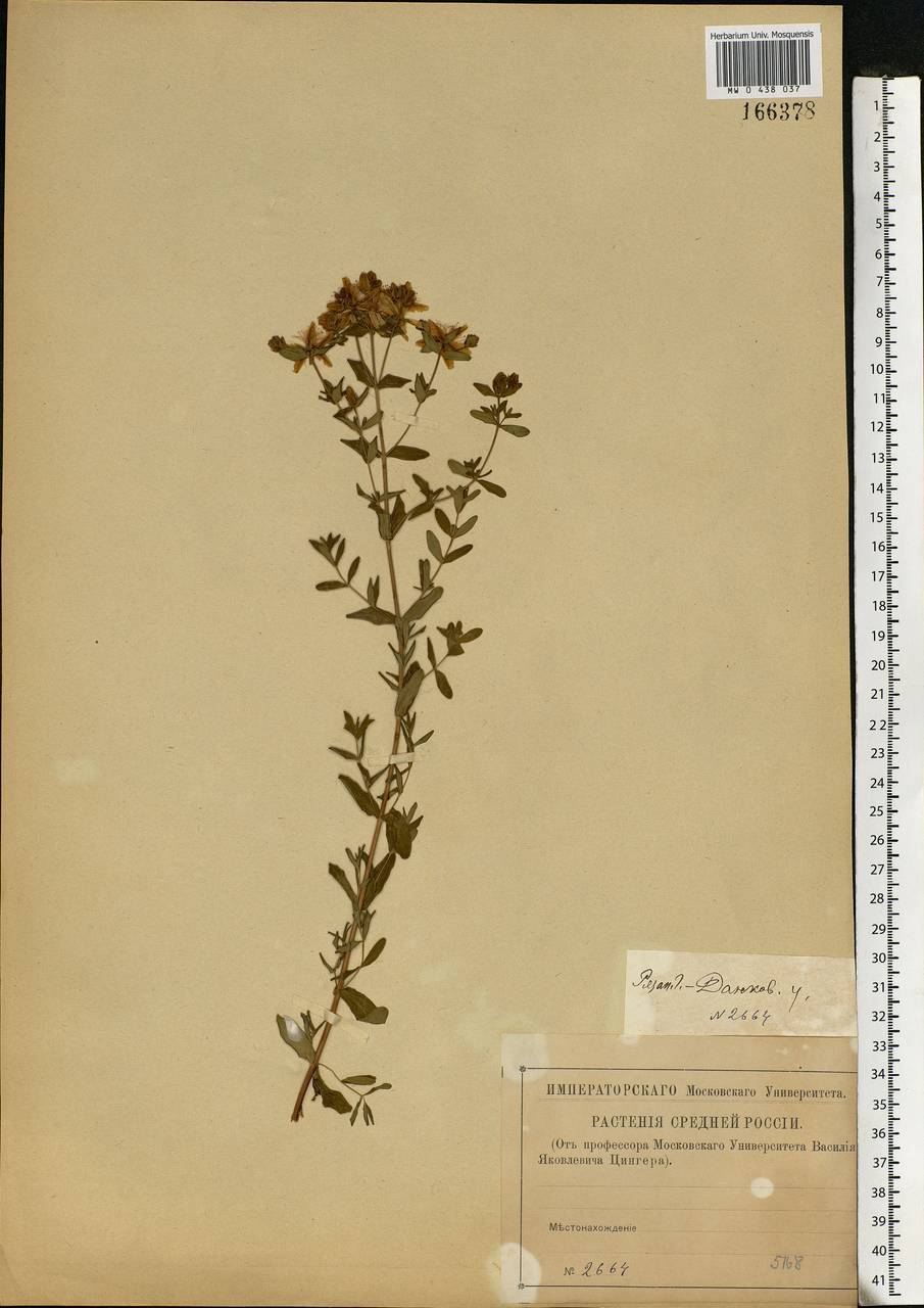 Hypericum perforatum L., Eastern Europe, Central forest-and-steppe region (E6) (Russia)