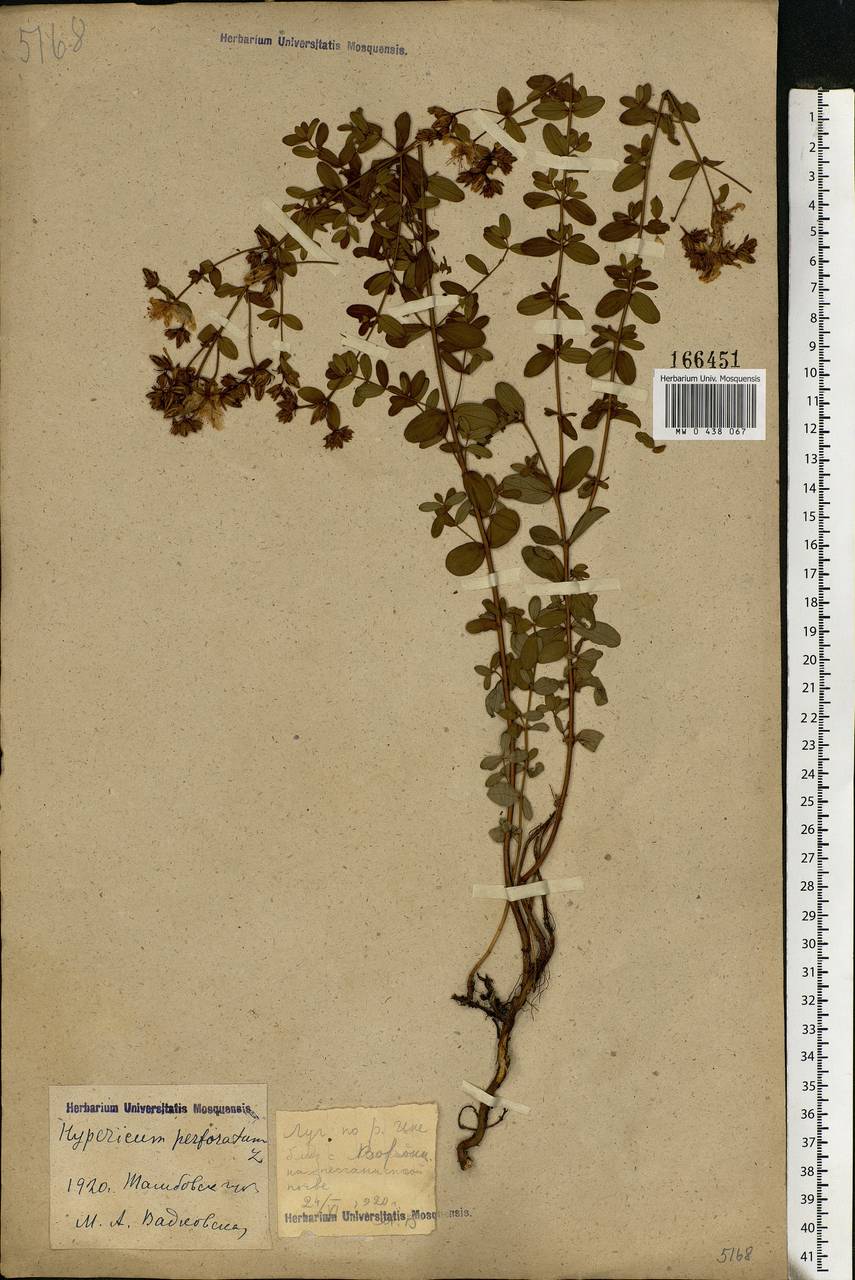 Hypericum perforatum, Eastern Europe, Central forest-and-steppe region (E6) (Russia)