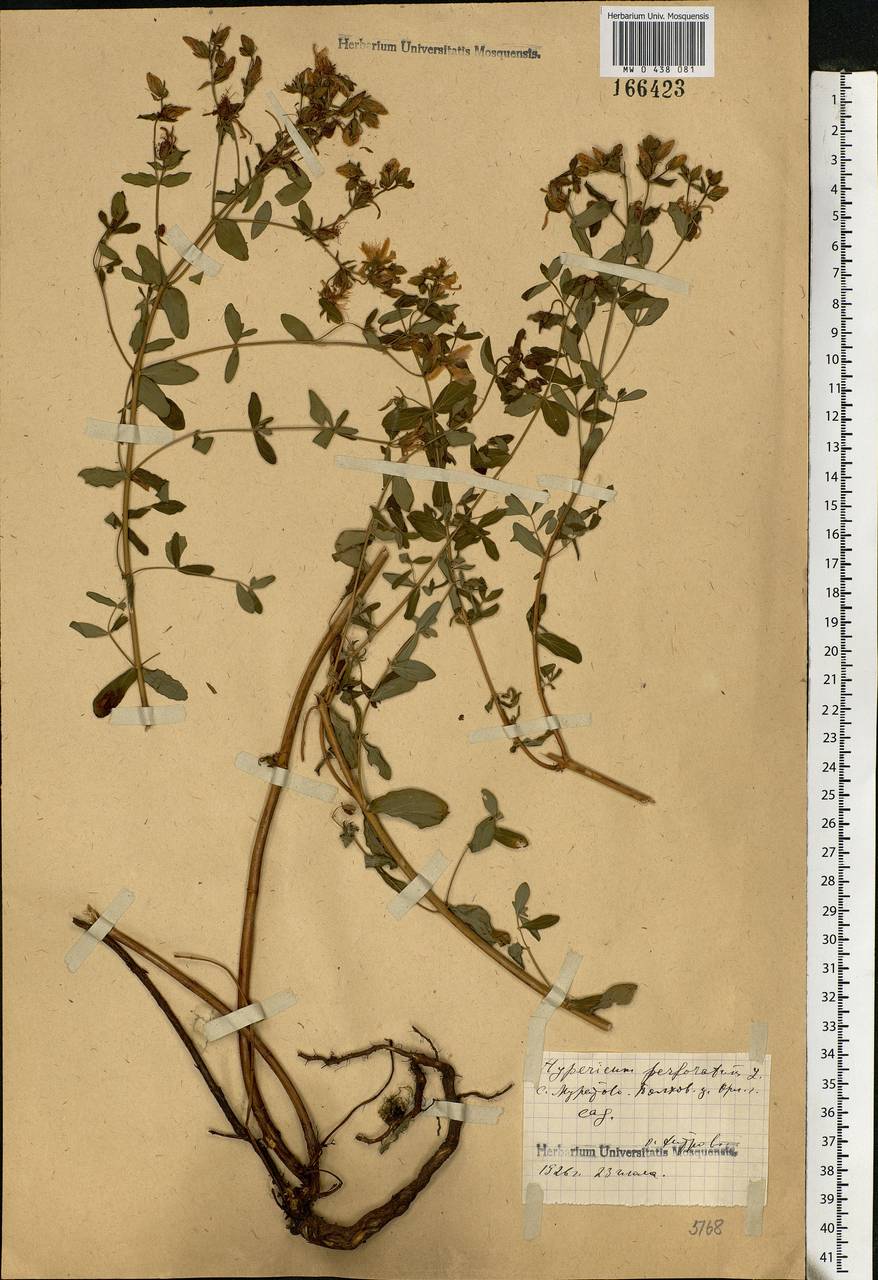 Hypericum perforatum, Eastern Europe, Central forest-and-steppe region (E6) (Russia)