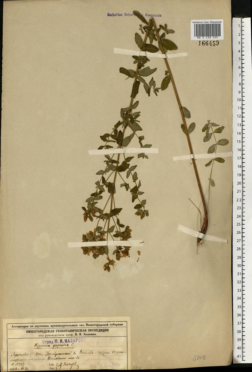 Hypericum perforatum, Eastern Europe, Volga-Kama region (E7) (Russia)