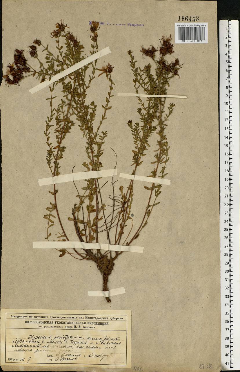 Hypericum perforatum, Eastern Europe, Volga-Kama region (E7) (Russia)