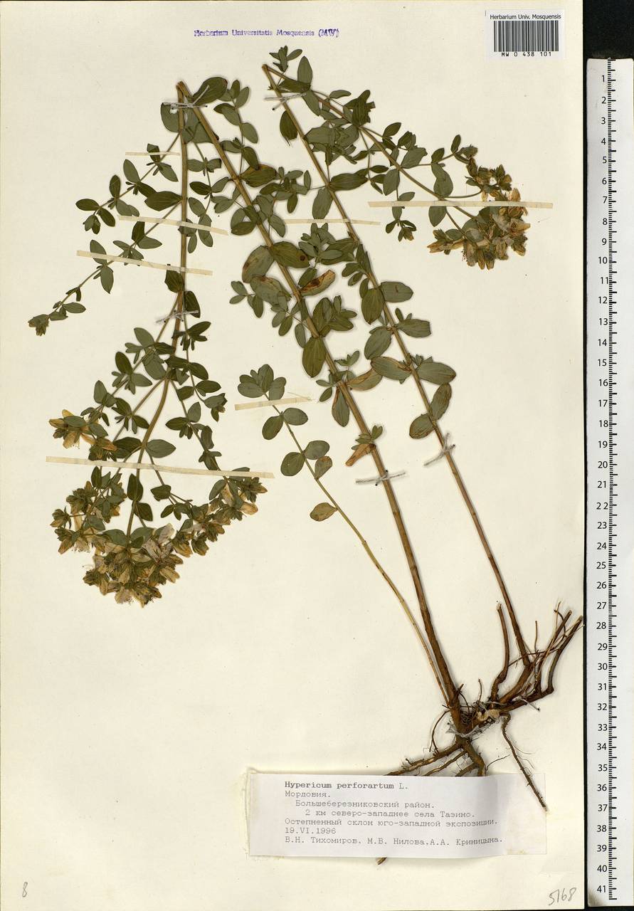 Hypericum perforatum, Eastern Europe, Middle Volga region (E8) (Russia)