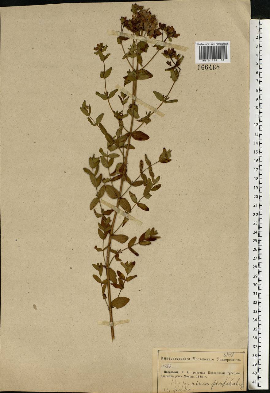 Hypericum perforatum, Eastern Europe, Middle Volga region (E8) (Russia)