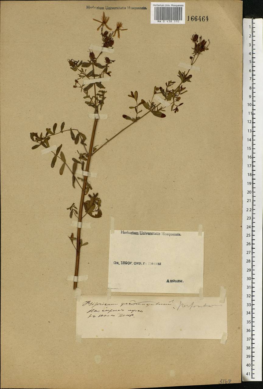 Hypericum perforatum L., Eastern Europe, Middle Volga region (E8) (Russia)
