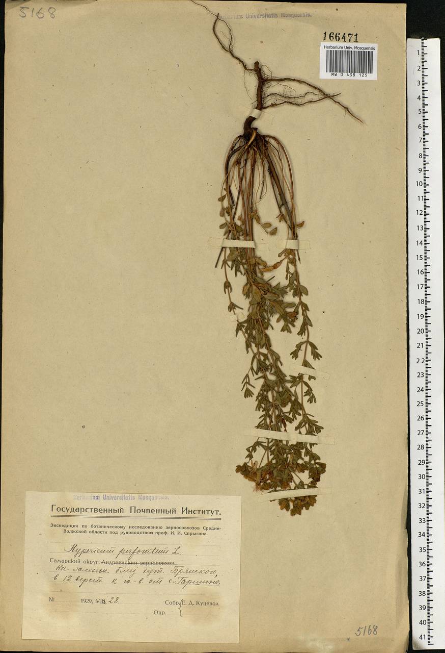 Hypericum perforatum, Eastern Europe, Eastern region (E10) (Russia)