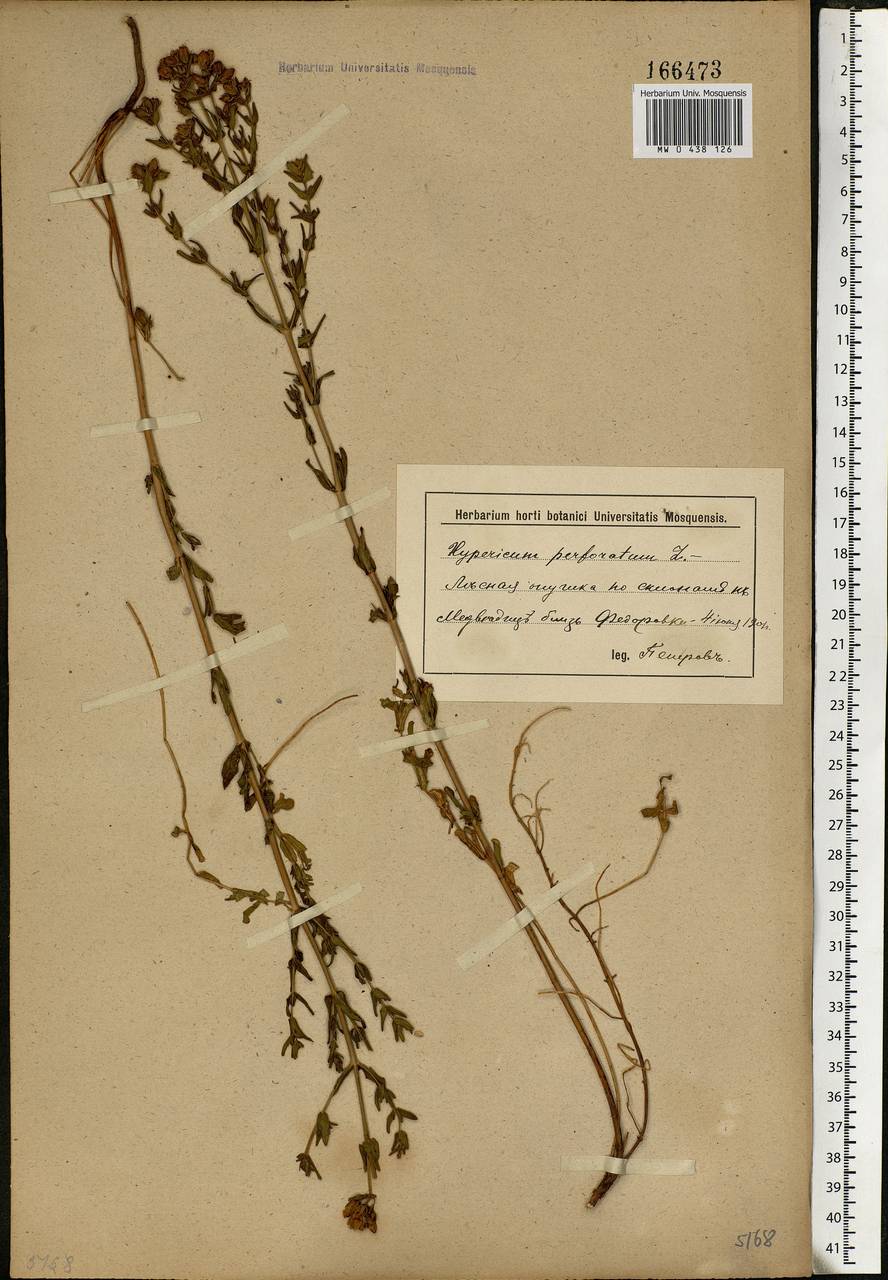 Hypericum perforatum, Eastern Europe, Lower Volga region (E9) (Russia)