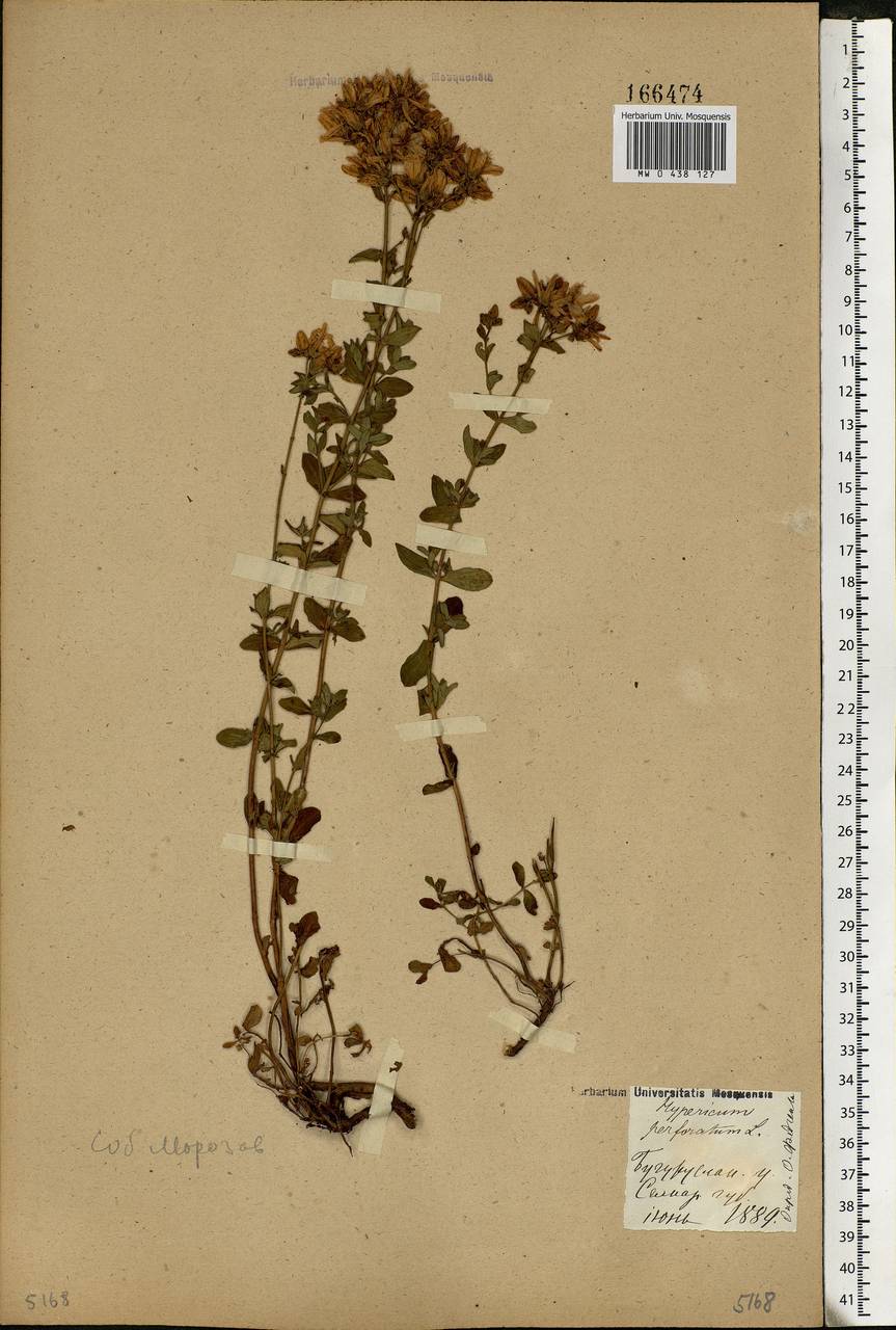 Hypericum perforatum, Eastern Europe, Eastern region (E10) (Russia)