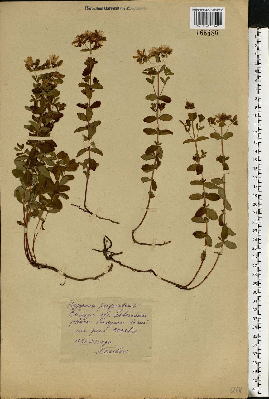 Hypericum perforatum, Eastern Europe, Eastern region (E10) (Russia)