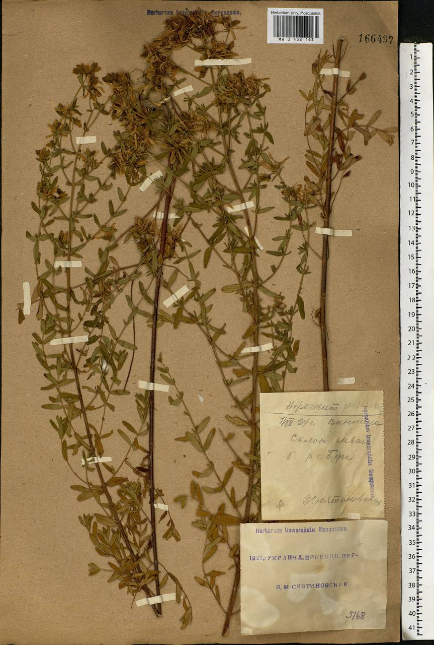 Hypericum perforatum L., Eastern Europe, South Ukrainian region (E12) (Ukraine)