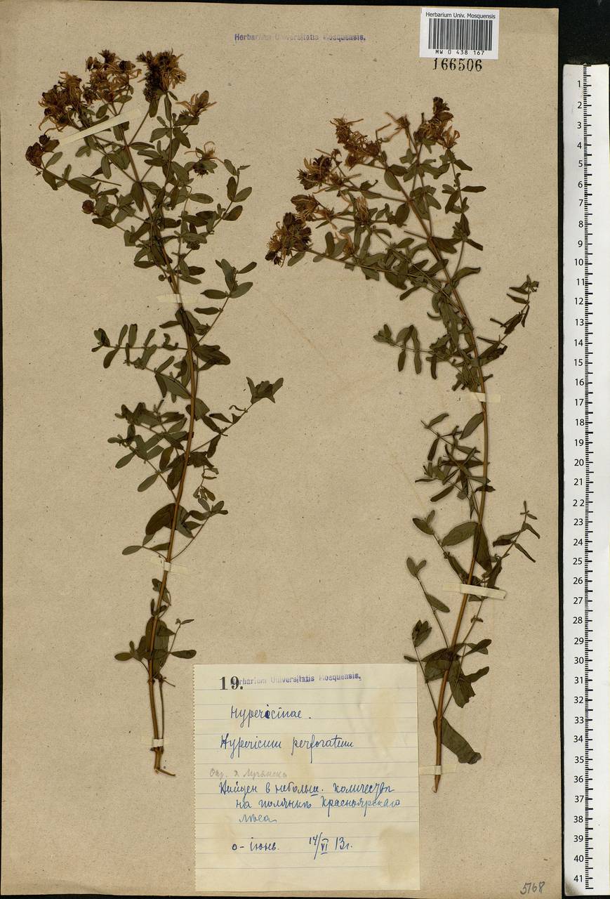 Hypericum perforatum, Eastern Europe, North Ukrainian region (E11) (Ukraine)