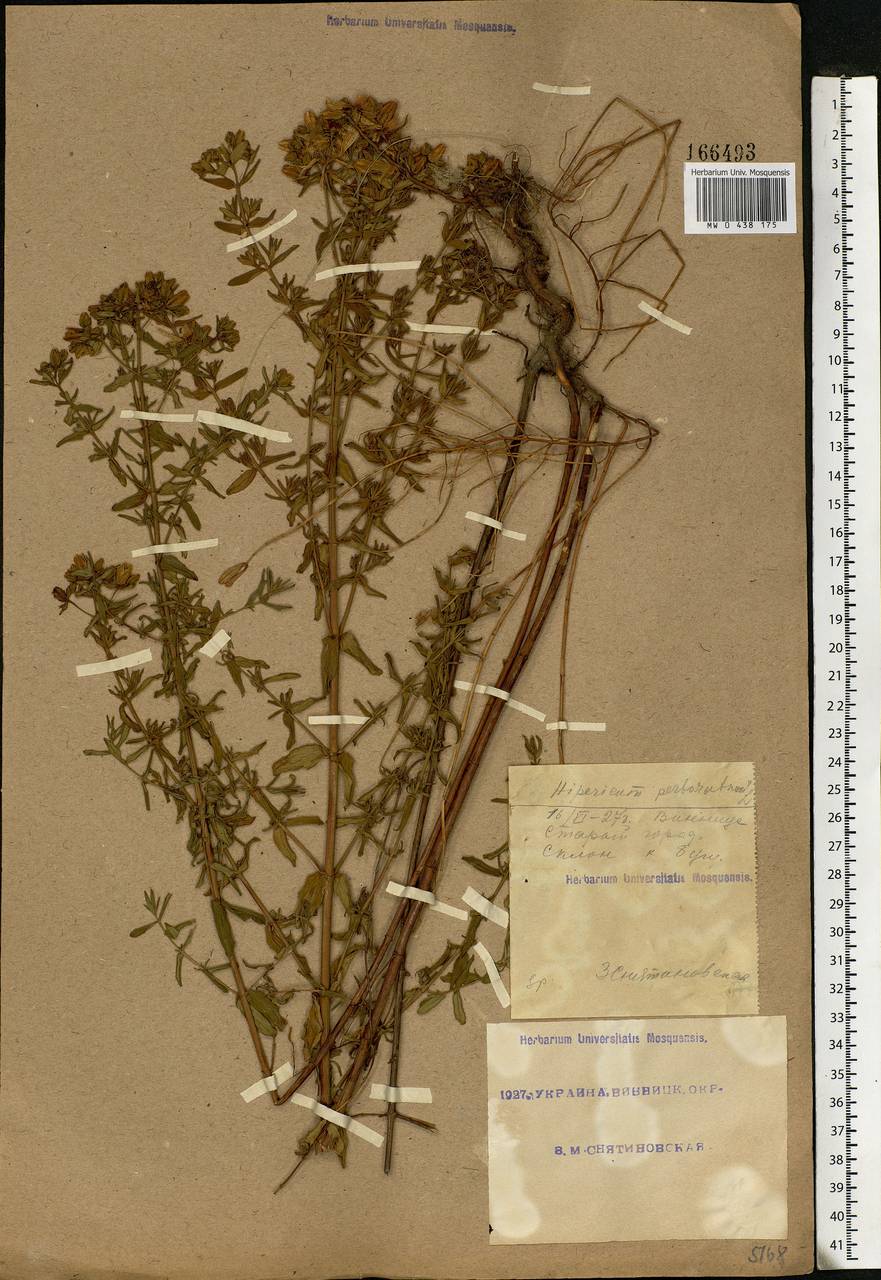 Hypericum perforatum, Eastern Europe, South Ukrainian region (E12) (Ukraine)