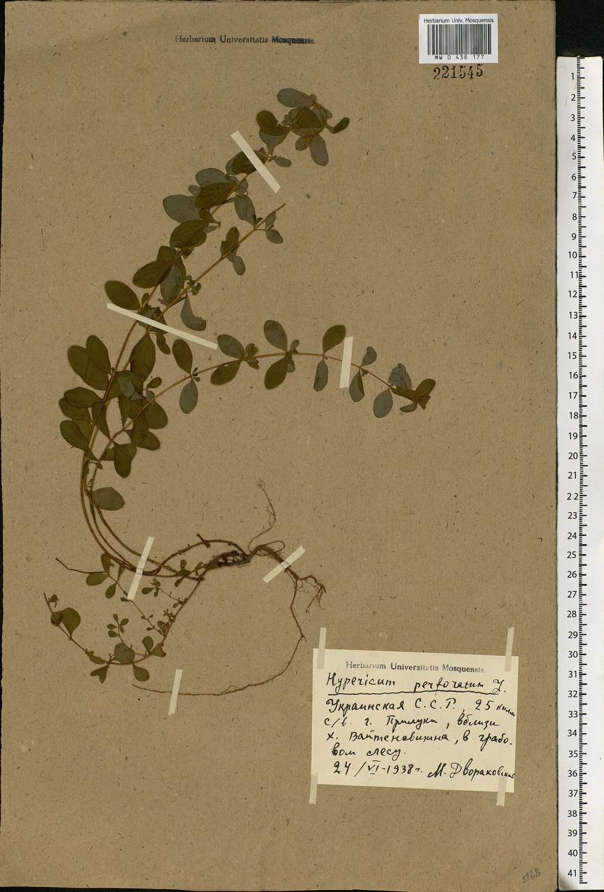 Hypericum perforatum L., Eastern Europe, North Ukrainian region (E11) (Ukraine)