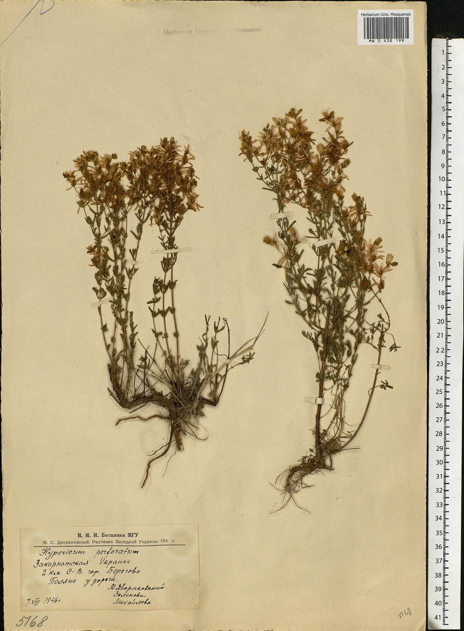 Hypericum perforatum, Eastern Europe, West Ukrainian region (E13) (Ukraine)