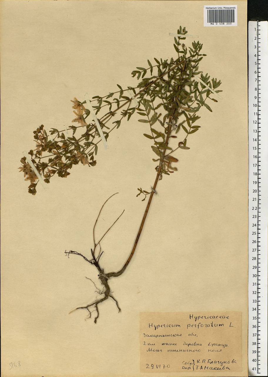 Hypericum perforatum, Eastern Europe, West Ukrainian region (E13) (Ukraine)