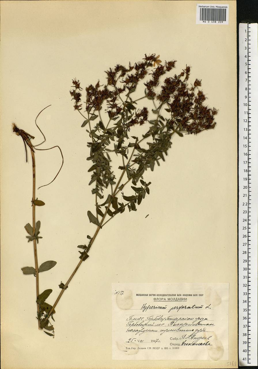 Hypericum perforatum, Eastern Europe, Moldova (E13a) (Moldova)