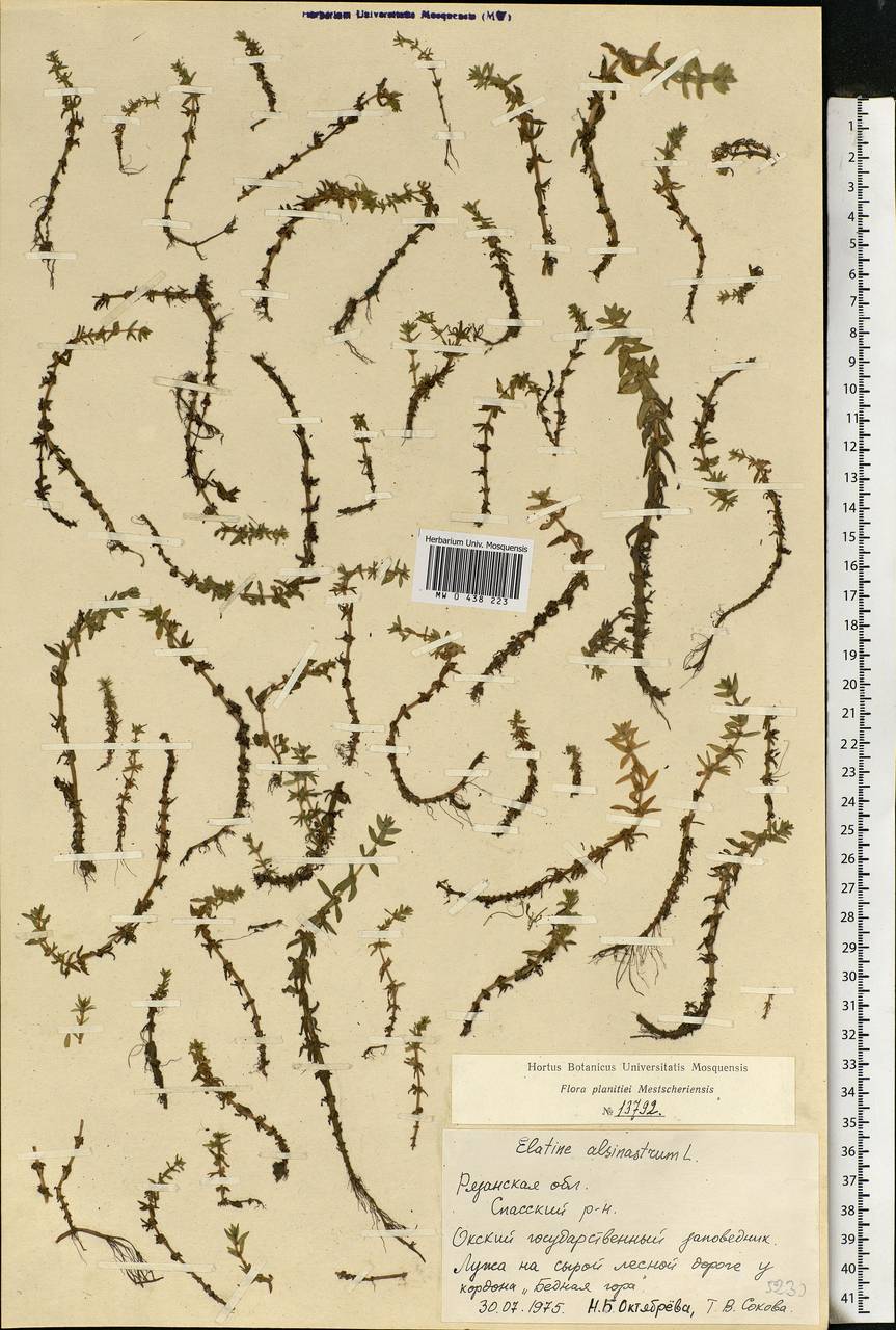 Elatine alsinastrum L., Eastern Europe, Central region (E4) (Russia)