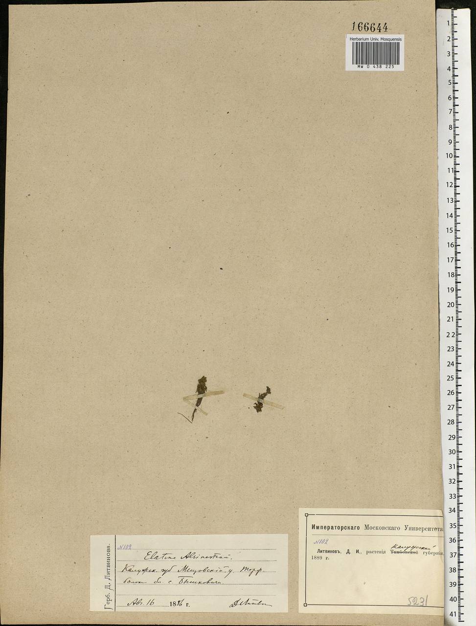 Elatine alsinastrum L., Eastern Europe, Central region (E4) (Russia)