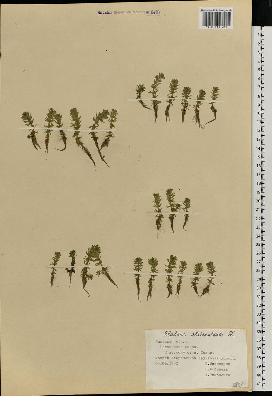 Elatine alsinastrum L., Eastern Europe, Central forest-and-steppe region (E6) (Russia)