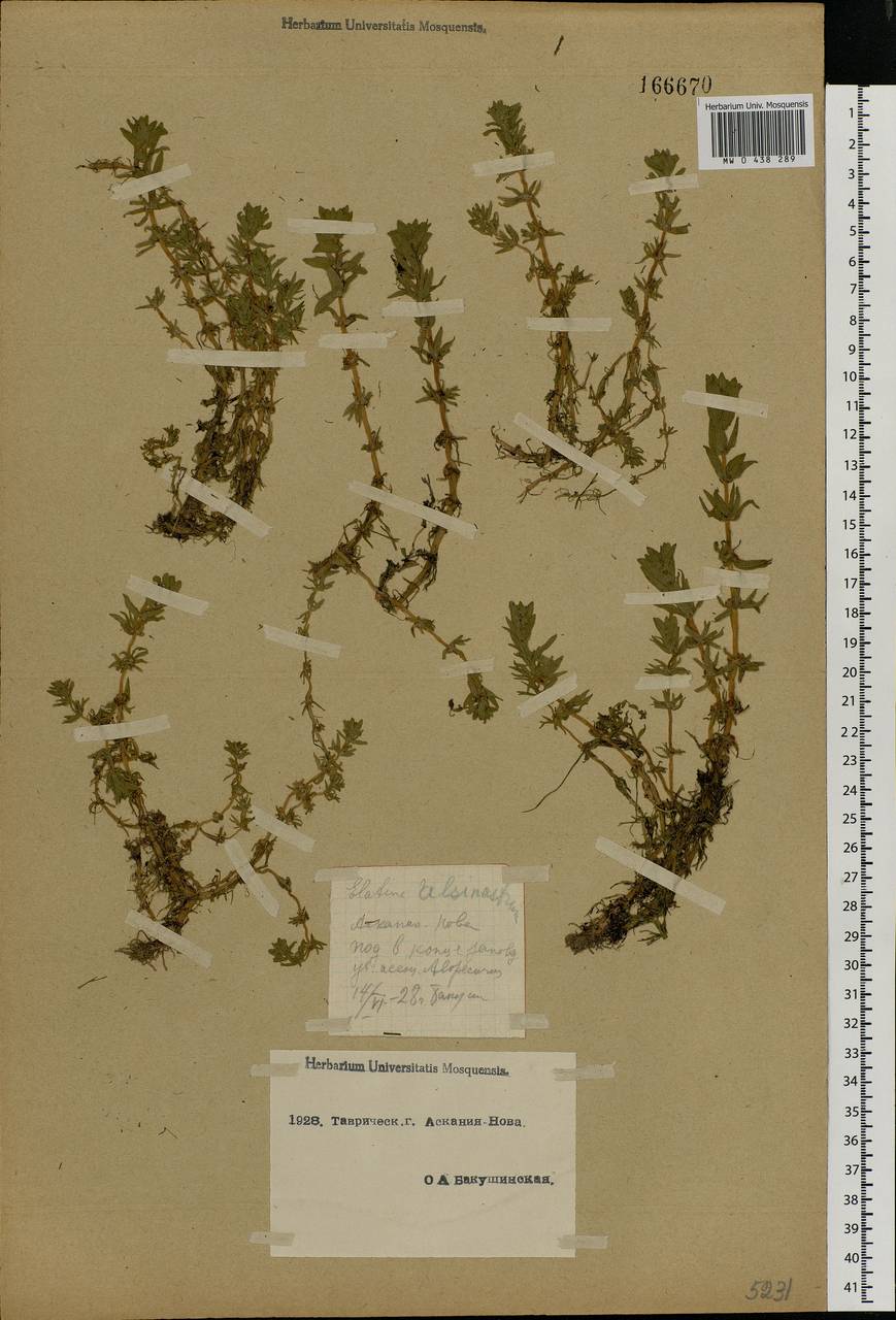 Elatine alsinastrum L., Eastern Europe, South Ukrainian region (E12) (Ukraine)