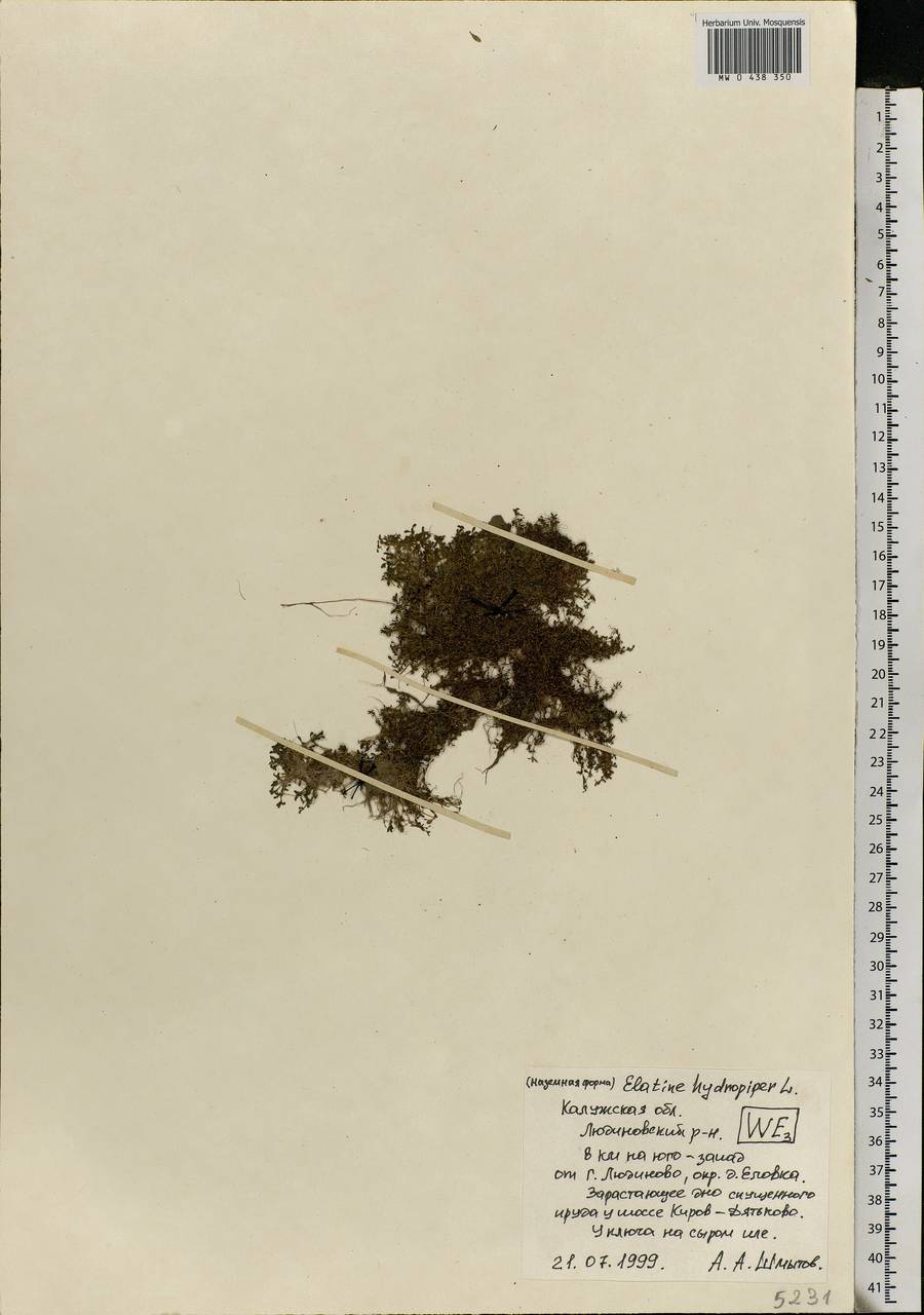 Elatine hydropiper L., Eastern Europe, Central region (E4) (Russia)