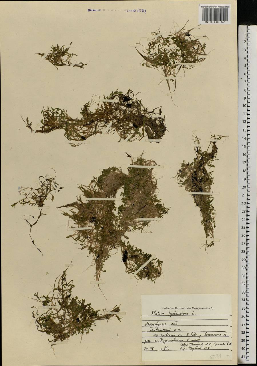 Elatine hydropiper L., Eastern Europe, Moscow region (E4a) (Russia)