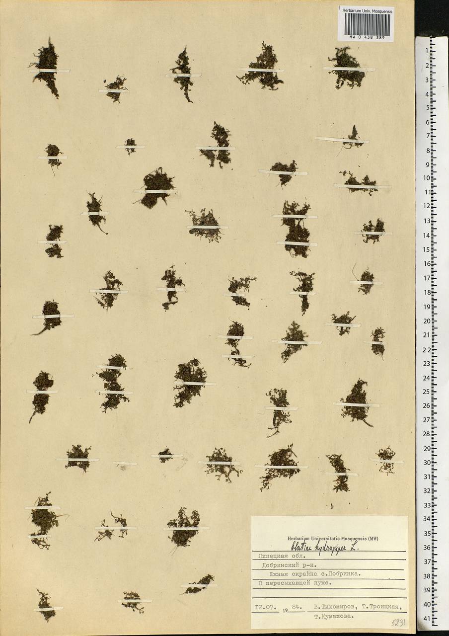 Elatine hydropiper L., Eastern Europe, Central forest-and-steppe region (E6) (Russia)