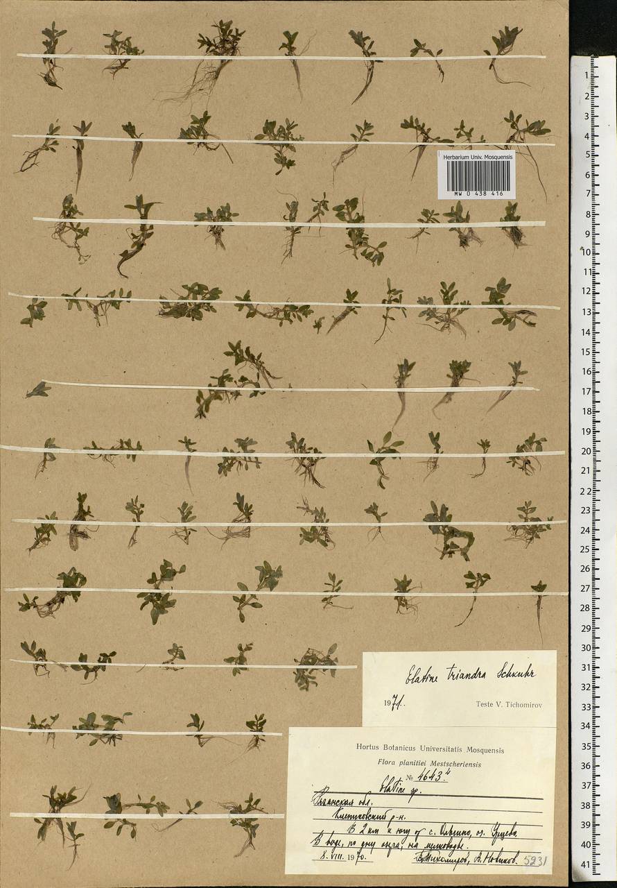 Elatine triandra Schkuhr, Eastern Europe, Central region (E4) (Russia)