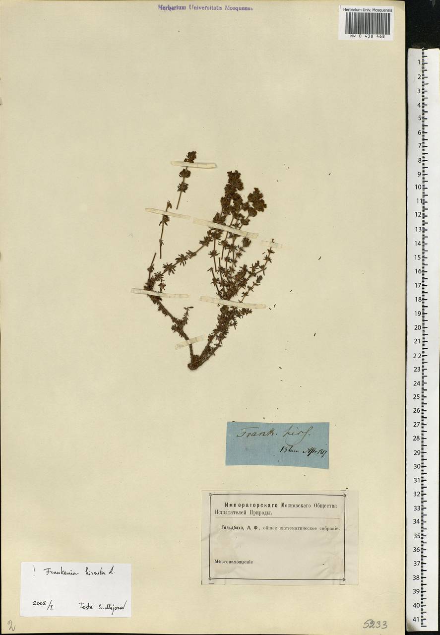 Frankenia hirsuta L., Eastern Europe, North-Western region (E2) (Russia)