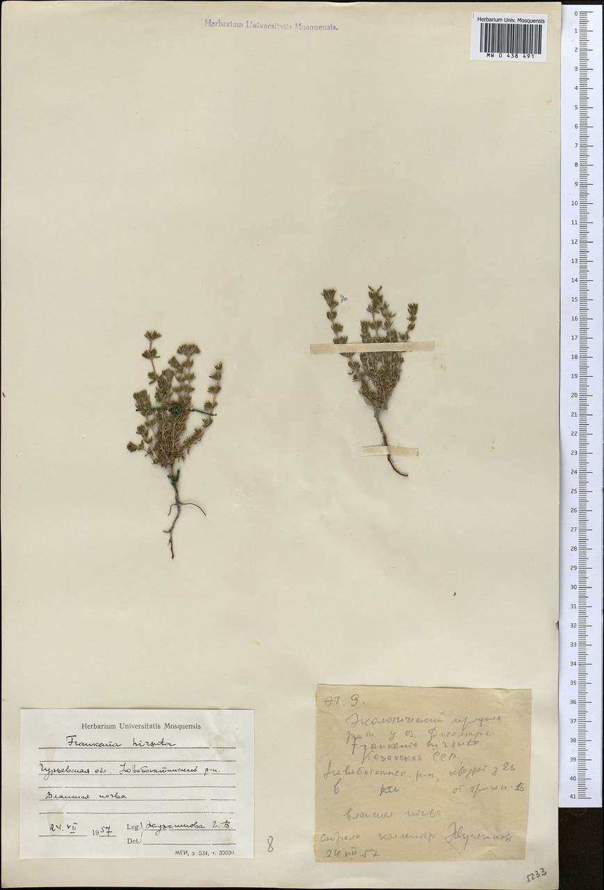 Frankenia hirsuta L., Middle Asia, Caspian Ustyurt & Northern Aralia (M8) (Kazakhstan)