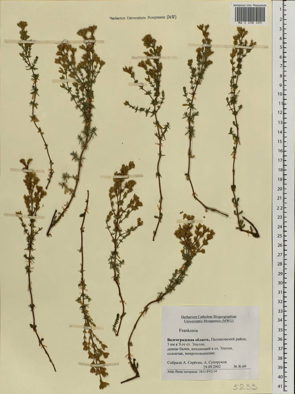 Frankenia hirsuta L., Eastern Europe, Lower Volga region (E9) (Russia)