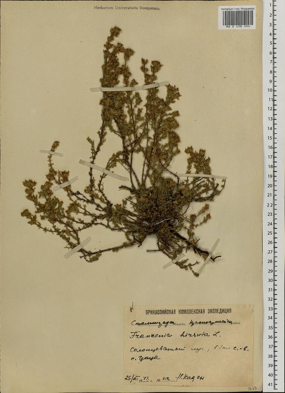 Frankenia hirsuta L., Eastern Europe, Lower Volga region (E9) (Russia)