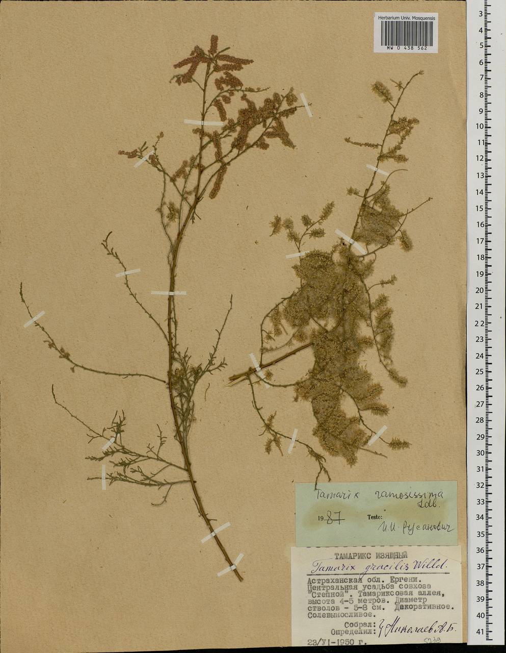 Tamarix gracilis Willd., Eastern Europe, Lower Volga region (E9) (Russia)