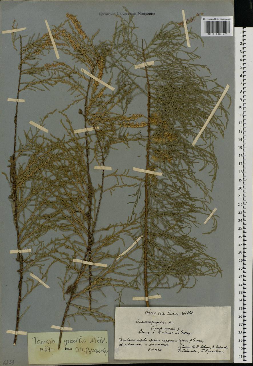Tamarix gracilis Willd., Eastern Europe, Lower Volga region (E9) (Russia)
