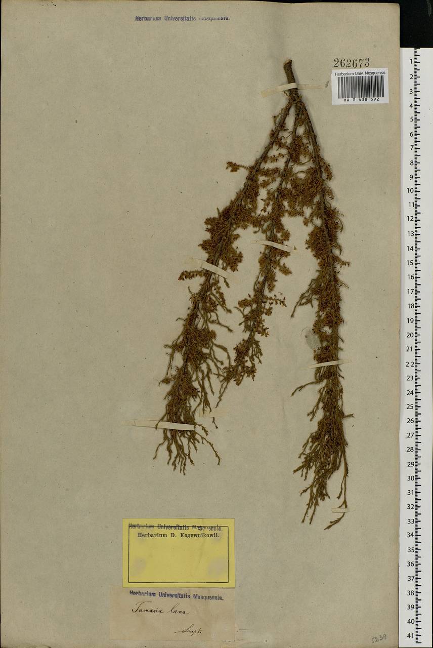Tamarix laxa Willd., Eastern Europe, Lower Volga region (E9) (Russia)