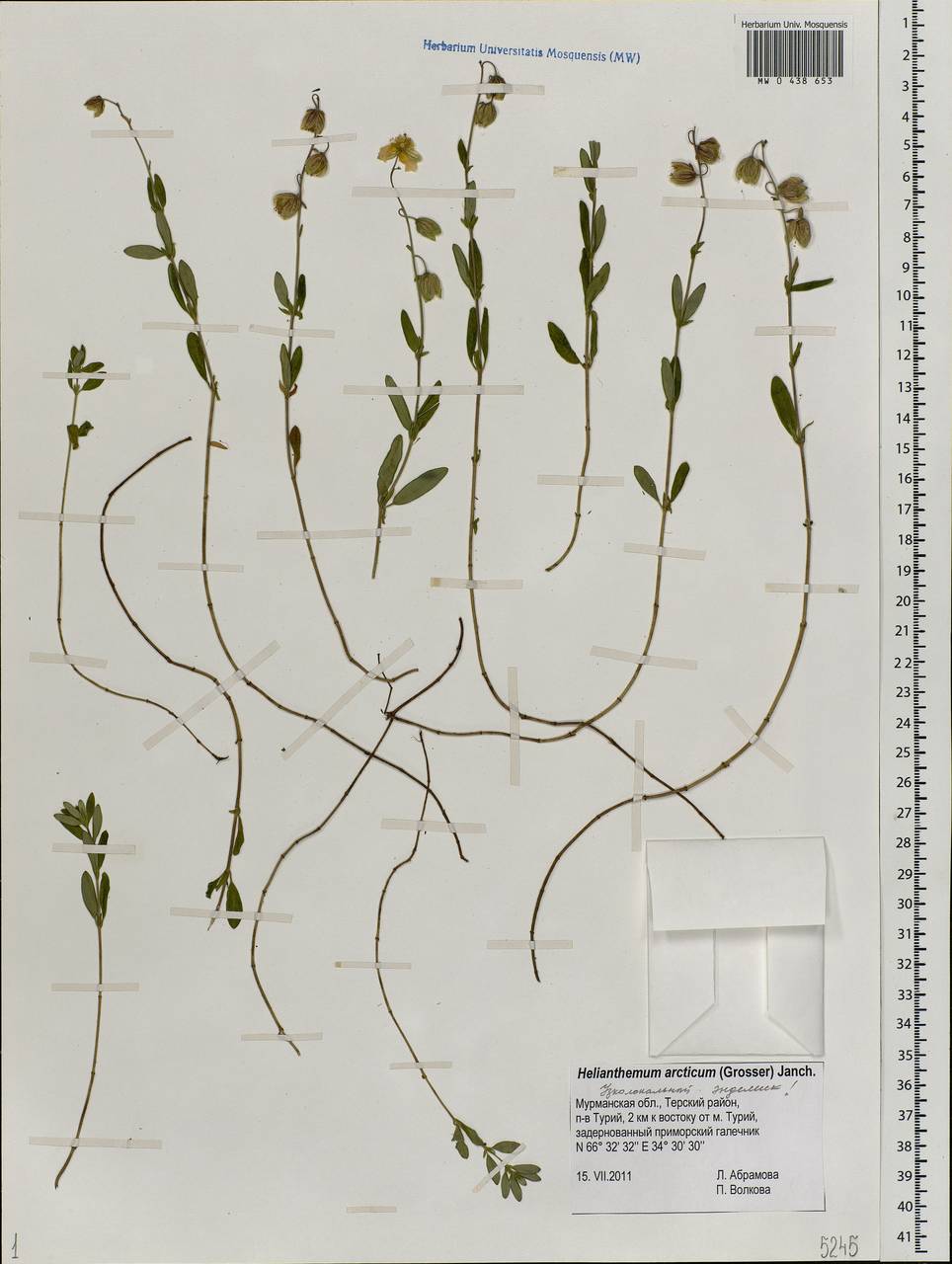 Helianthemum nummularium subsp. nummularium, Eastern Europe, Northern region (E1) (Russia)